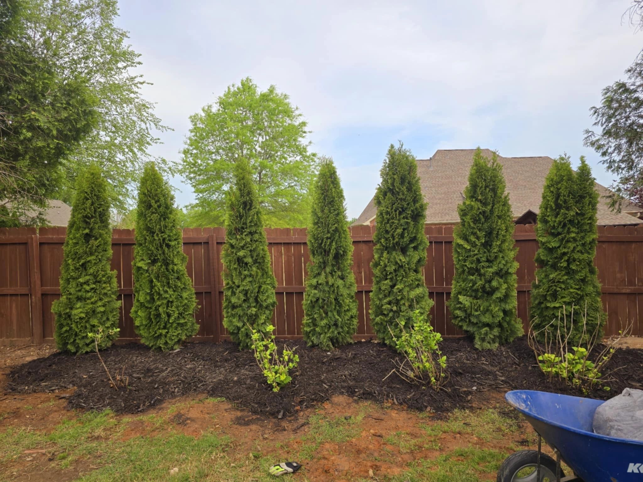 Residential backyard with arborvitae shrubs